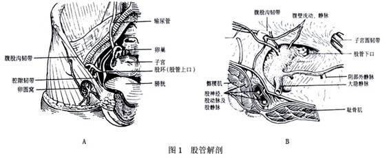 卵圆窝