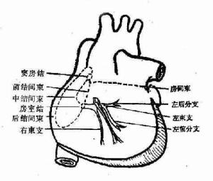 心脏传导系统