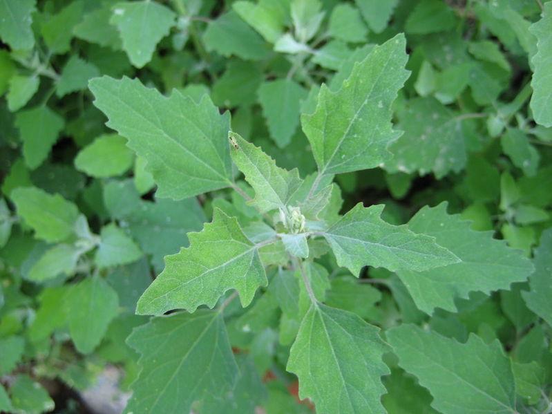 灰条菜为   藜科植物藜chenopodiumalbuml. 的嫩茎叶,又名灰灰菜.