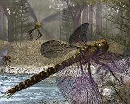 巨型蜻蜓 - 搜狗百科