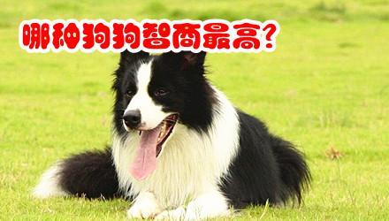 世界犬类智商排名_犬类智商排名