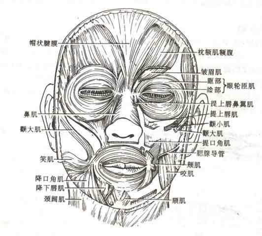 颊肌