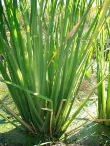 又名茭粑,茭儿菜,篙芭,茭笋,菰笋[gū,茭瓜,茭芦,茭耳菜,绿节