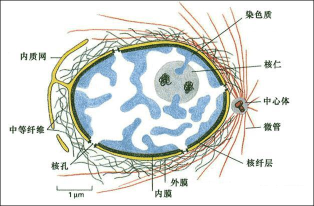 线粒体gdp_线粒体电镜图(2)