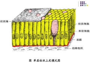 例如,小肠粘膜的上皮细胞有纹状缘;输卵管和子宫等处的粘膜上皮表面都