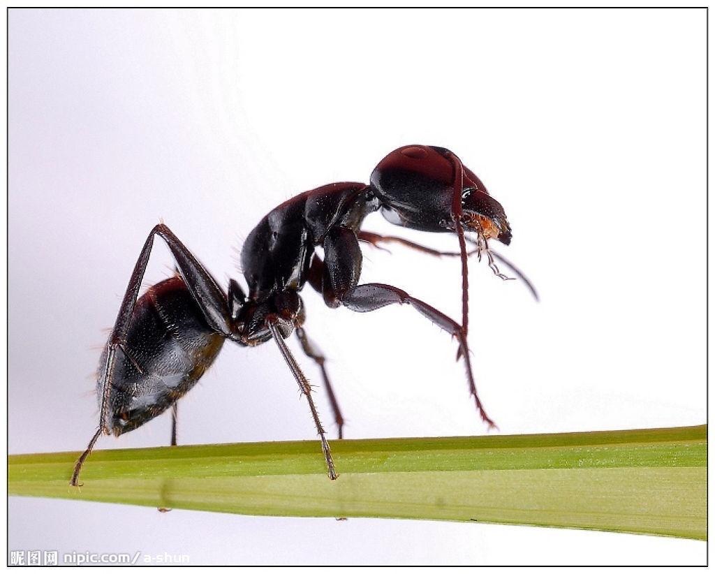 黑蚂蚁的功效与作用及食用方法
