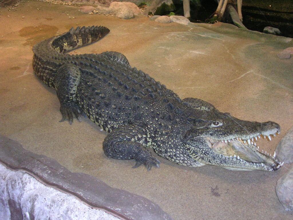 古巴鳄(学名:crocodylus rhombifer)又叫菱斑鳄,是中型鳄鱼,体长3米