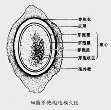 芽孢