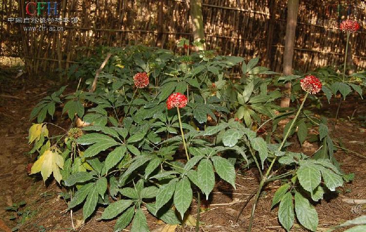 三七(五加科人参属植物) - 搜狗百科
