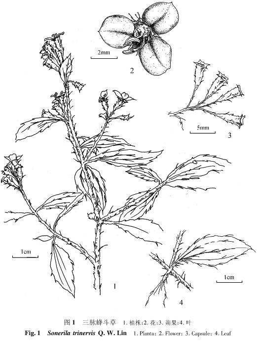 三脉蜂斗草