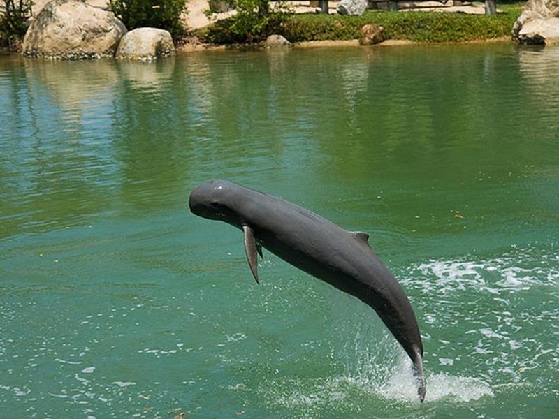 短吻真海豚(学名:delphinus delphis),体型最小的海豚之一,比宽吻海豚