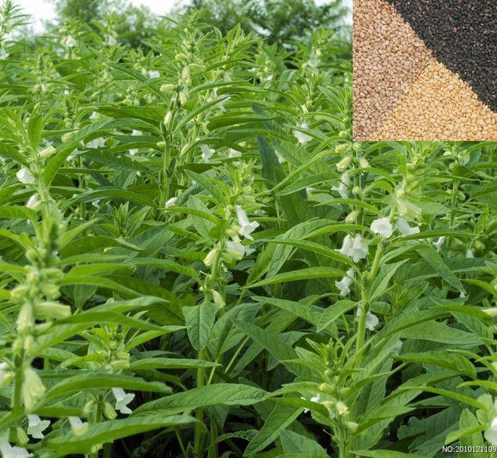 什么时候种芝麻最好湖南 0