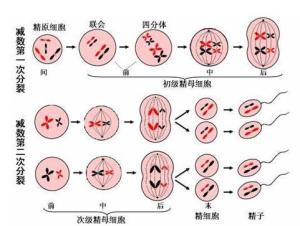 全部版本 历史版本                        四分体指的是在动物细胞