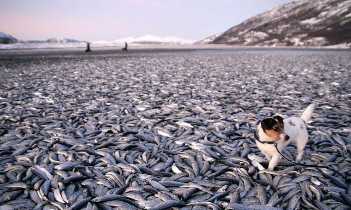 梦见死鱼,预兆与心灵深处的隐喻 梦见死鱼,预兆与心灵深处的隐喻