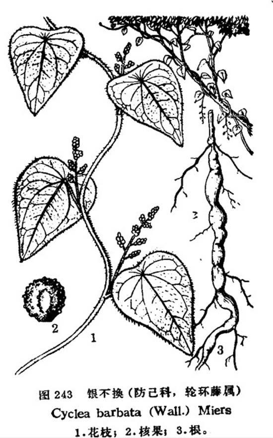 粉叶轮环藤即银不换(学名:cyclea hypoglauca)为防己科轮环藤属下的