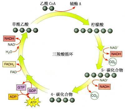 例如柠檬酸(c6),所以叫做三羧酸循环,又称为柠檬酸