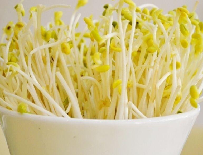 绿豆芽