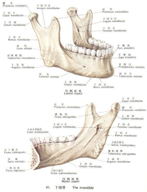 下颌升支部上方有两个骨性突起,在后方者称为髁状突,在前方者称为冠突