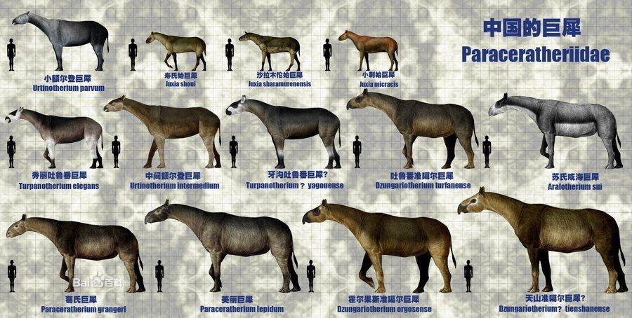 天山副巨犀