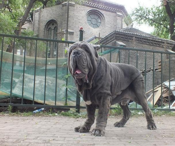 纽波利顿獒犬