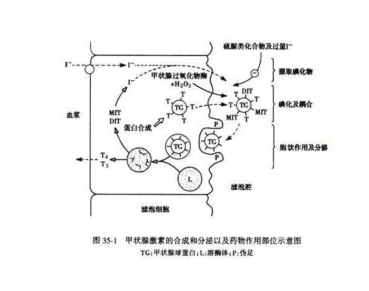 甲状腺球蛋白