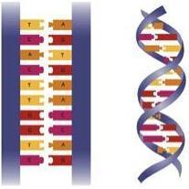 碱基互补配对原则 - 搜狗百科