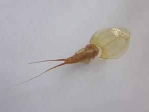 水生昆虫 - 搜狗百科