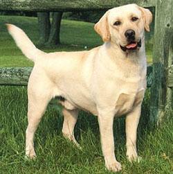 公犬肩高57—62厘米,母犬肩高54—60厘米.