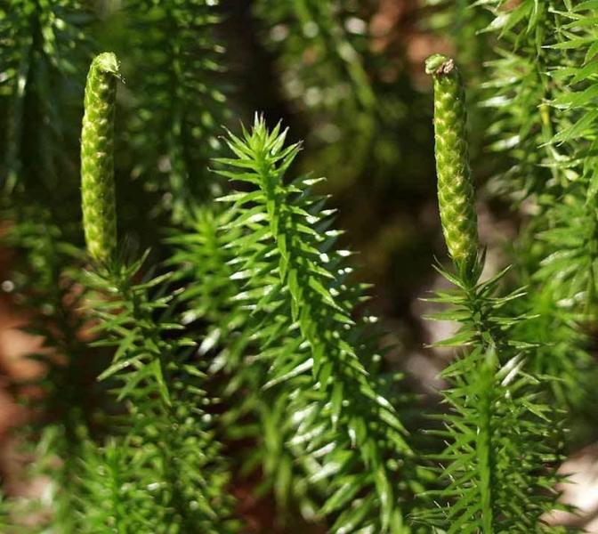 分筋草蕨类石松科石松属植物杉蔓石松