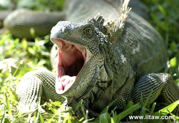 美洲鬣蜥 - 搜狗百科