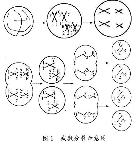 的分离比,因为雄性 果蝇 精母细胞在 减数分裂过程中并不发生交换