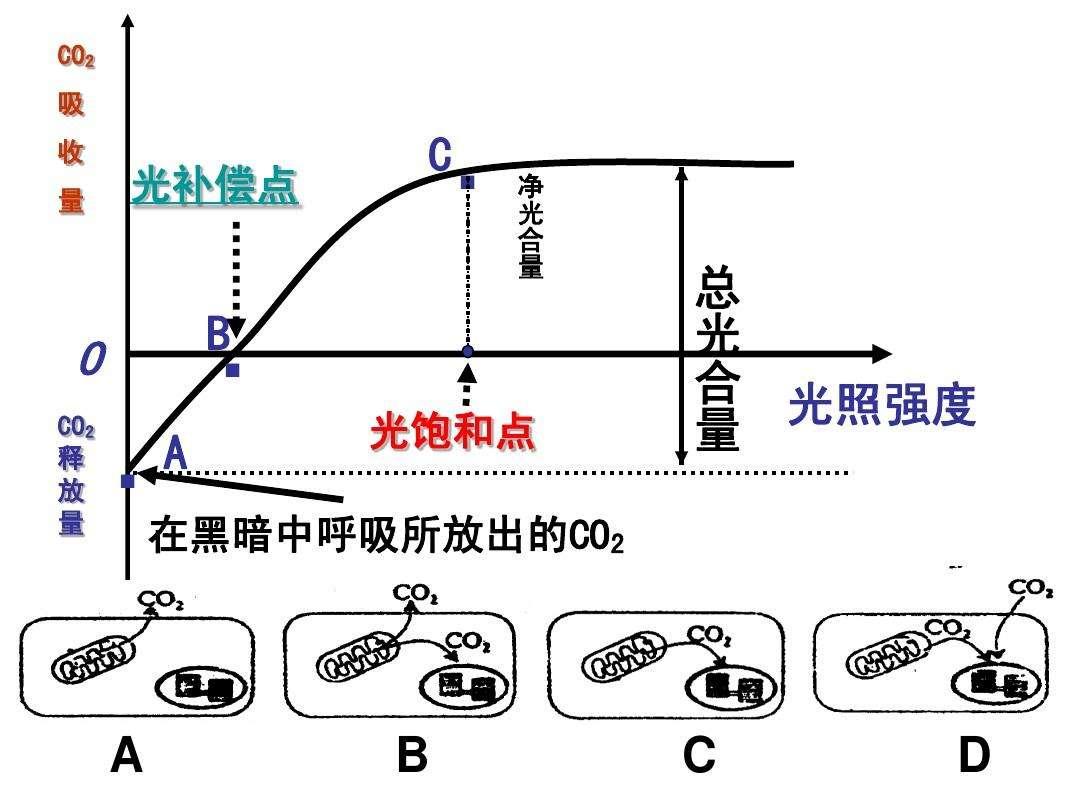 净光合速率与真光合速率的比较研究