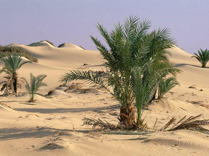 撒哈拉沙漠-中非合作网
