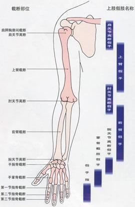 人类的上肢与下肢相比,骨骼轻巧,关节囊薄而松弛,侧副韧带少,肌肉多