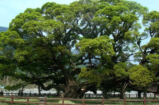 市树—榕树 福州植榕,古已成风.