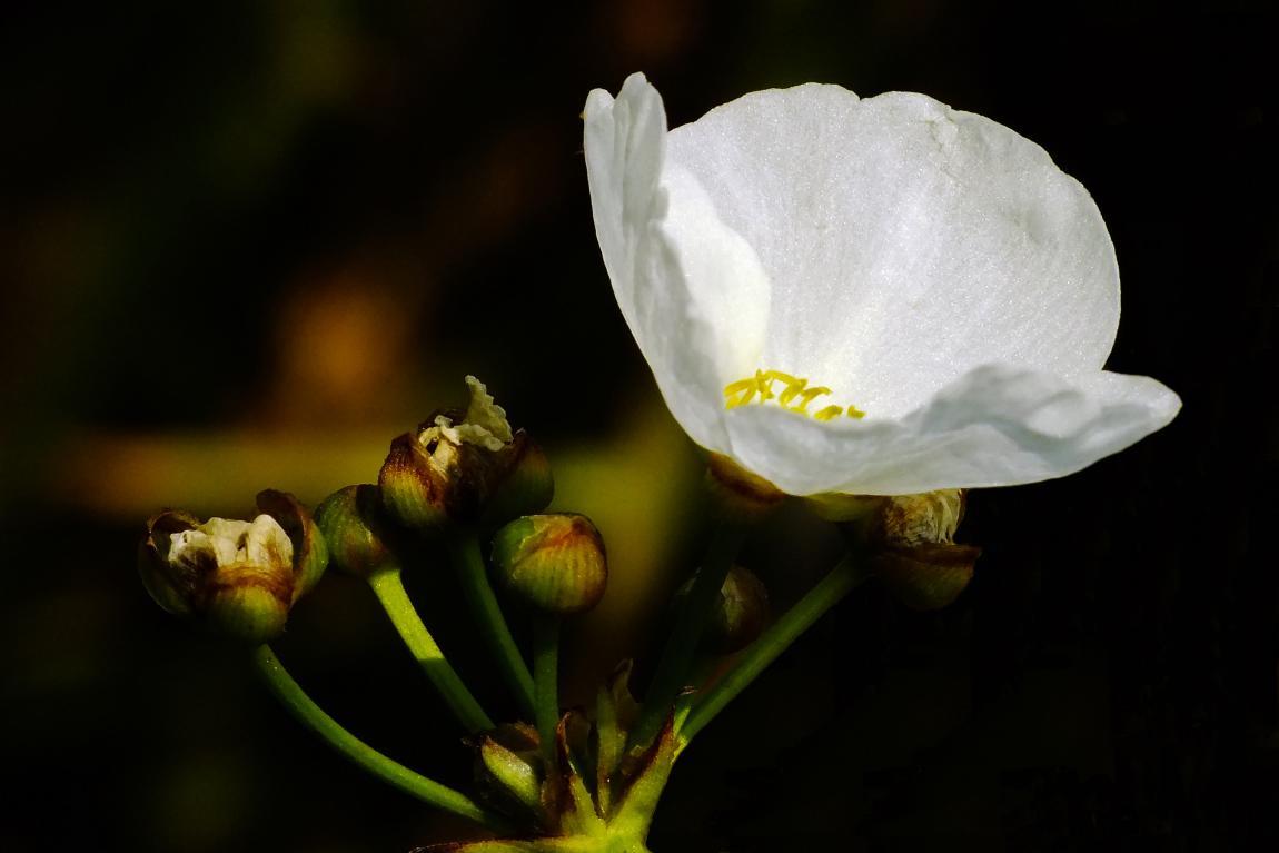 皇冠花