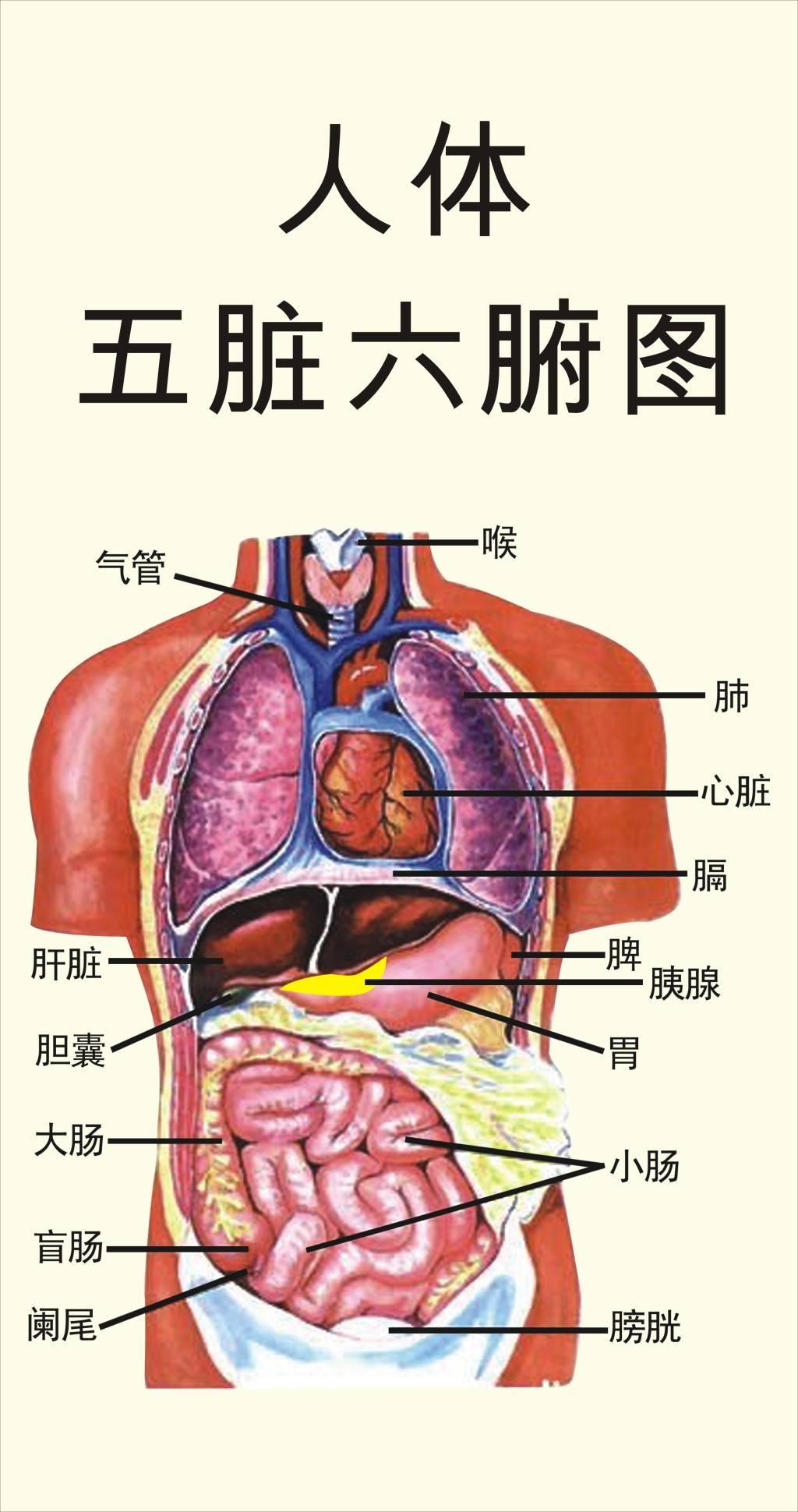 人体解剖设计图__医疗护理_现代科技_设计图库_昵图网nipic.com