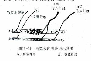 两类梭内肌纤维示意图