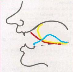 卷舌音图片_纵览新闻