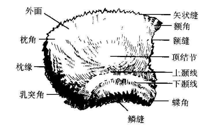 顶结节