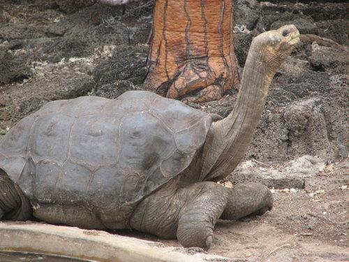 平塔岛象龟