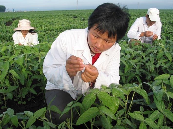 东升1号属于国产非转基因大豆中的