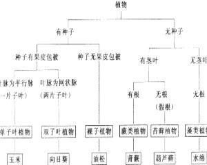 植物分类检索表