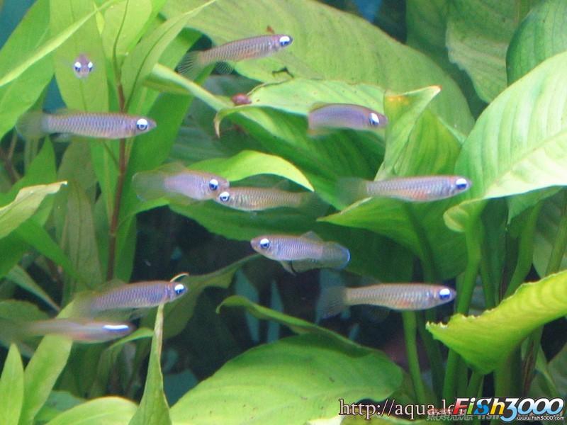 别名:七彩灯,闪光蓝灯 ,蓝刚果灯 英文名:blue tetra