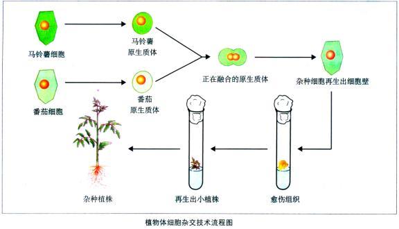 植物体细胞杂交