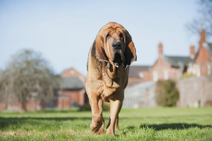 英国寻血猎犬