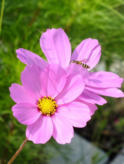 波斯菊 搜狗百科