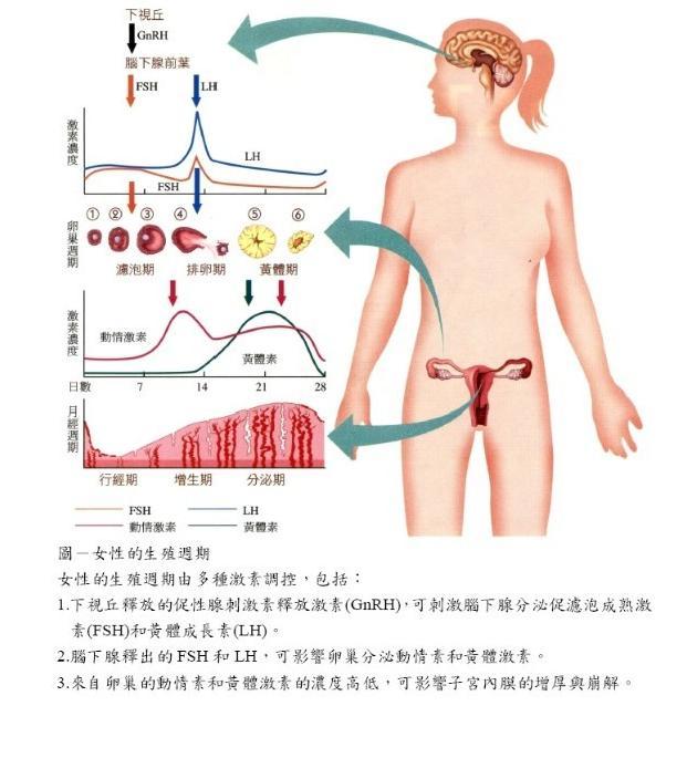 女性生理期