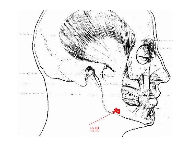 下颚(maxillae,单数maxilla)是一对位于 上颚之后下唇之前协助取食的