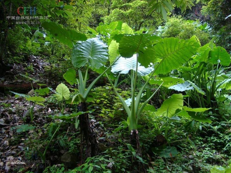 细柄芋属